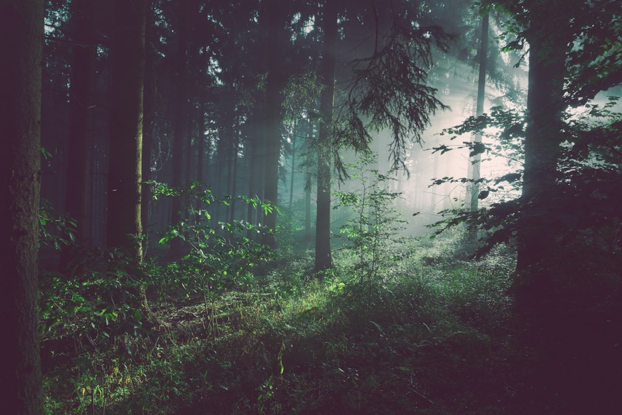 Ruhiger Waldweg mit sanftem Licht und natürlicher Stille zur akustischen Erholung